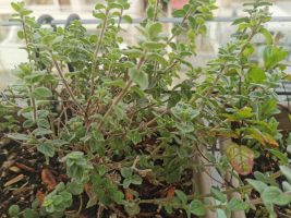 oregano cultivating creativity