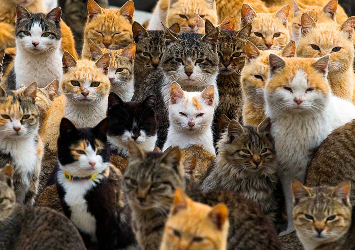 cat day