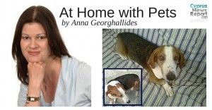 At Home with Pets