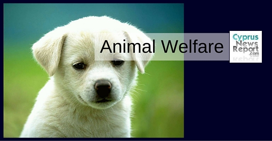 cyprus animal welfare