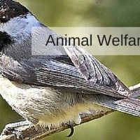 animal welfare