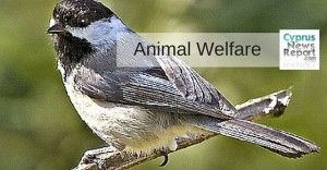 animal welfare