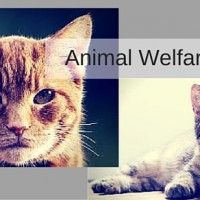 animal welfare