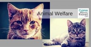 animal welfare