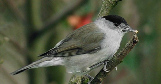 blackcap cyprus ambelopoulia