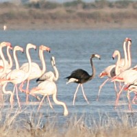 black flamingo akrotiri