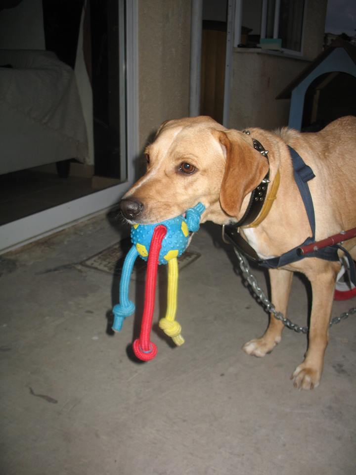 pets cyprus