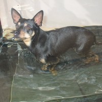 cyprus dogs