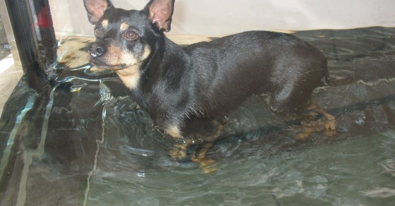 cyprus dogs