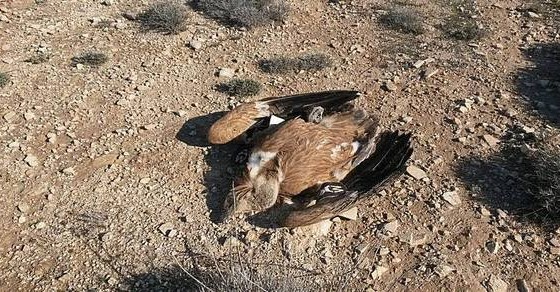 griffon vulture