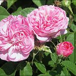Sweet Rosewater Added to EU Protected Product Name List
