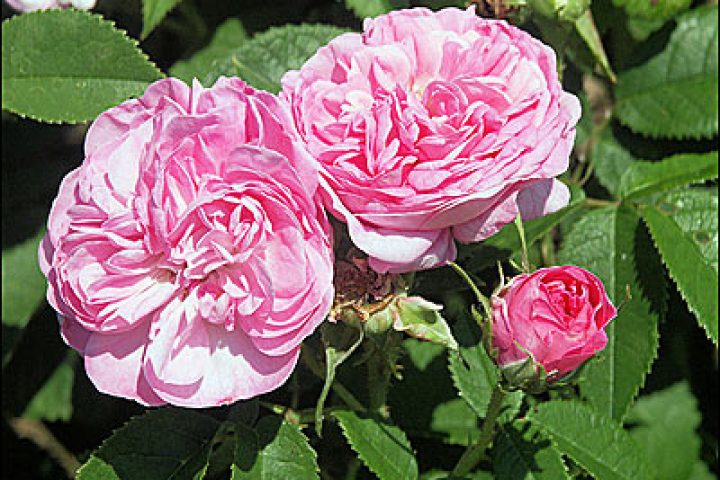 sweet rosewater