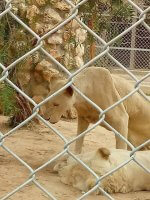 lions melios