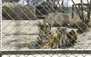 tiger melios zoo