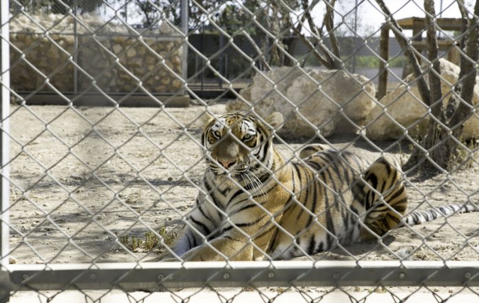 tiger melios zoo