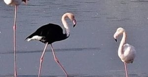 black flamingo