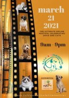 SOFA film festival