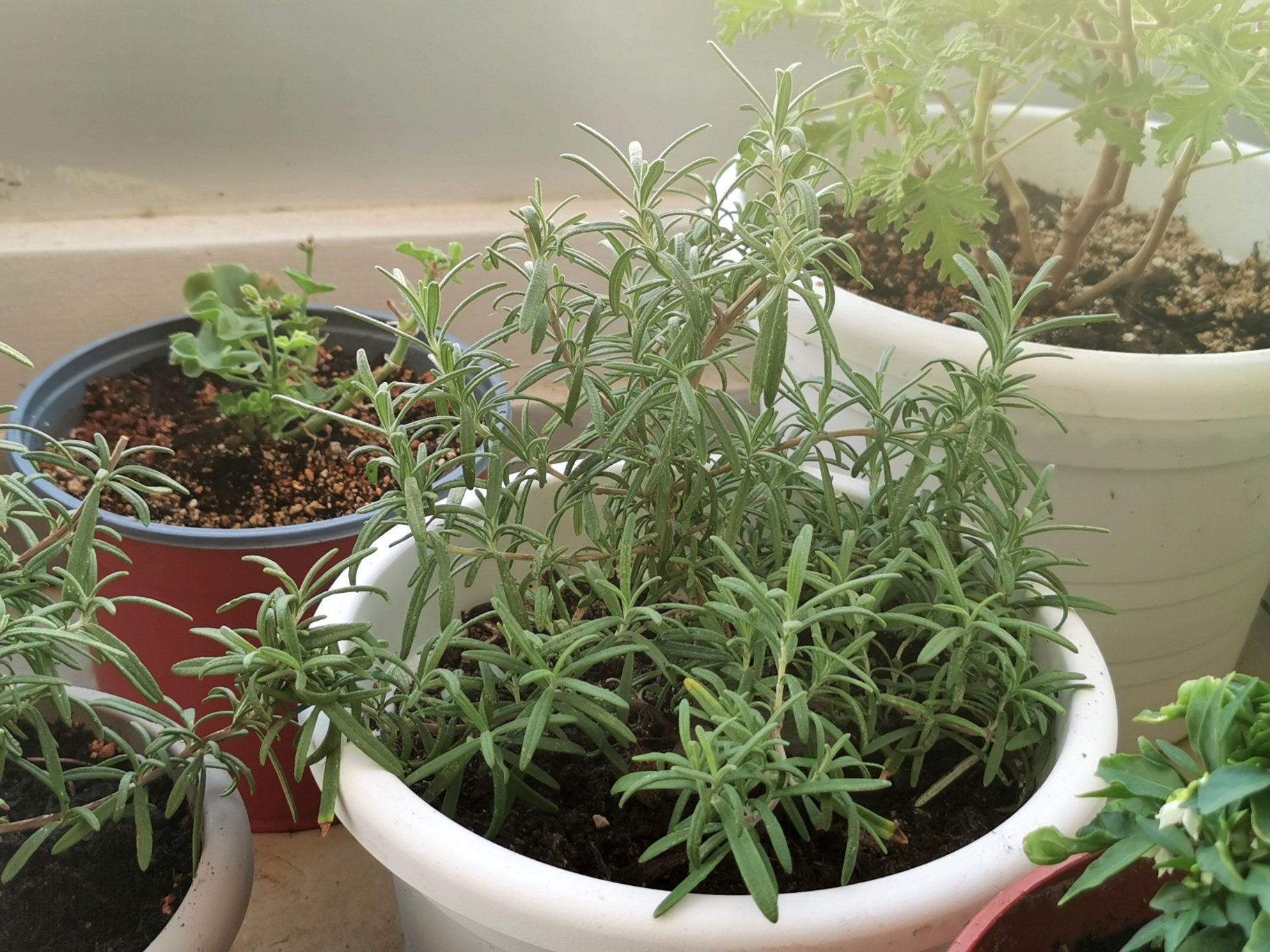 gardening in cyprus