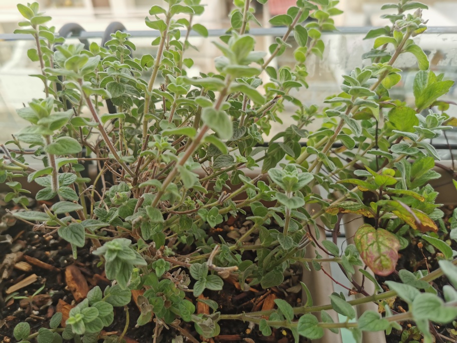oregano cultivating creativity